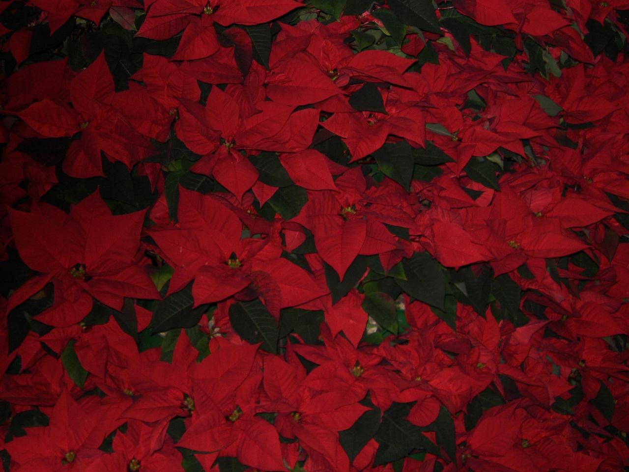 2 000 poinsettias pour le sapin de Noël au Casino